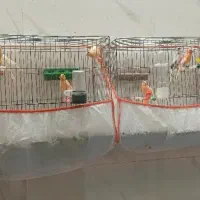 جوجه قناری سرخ موزاییکی