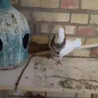 طوقی ماده  درج یک|پرنده|بندر ماهشهر, |دیوار