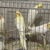 سه جفت عروس هلندی مولد کار داده