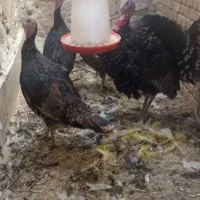 بوقلمون محلی نزدیک به تخم4تاهستند|حیوانات مزرعه|سراوان, |دیوار