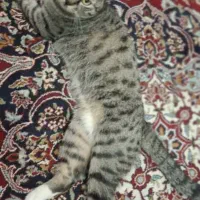 گربه dsh گمشده در محدوده چهارصدستگاه کرج