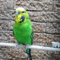 مرغ عشق|پرنده|قرچک, پویینک|دیوار