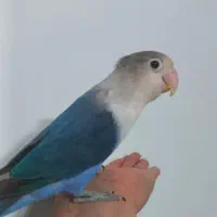 کوتوله دستی  جنسیت نر