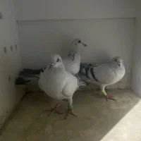 شامی|پرنده|مشهد, دانشجو|دیوار