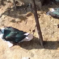 اردک اسرائیلی بالغ ۲۱ عدد|حیوانات مزرعه|چوبر, |دیوار