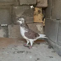 کبوتر پرشی و زینتی