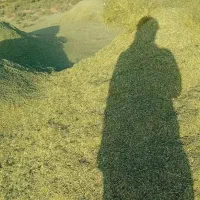 بیده یونجه علف پرسی و نرم شده خاش