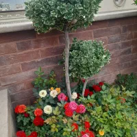 طراحی ، اجرا و نگهداری فضای سبز ،دهکده|خدمات باغبانی و درختکاری|چهاردانگه (تهران), |دیوار