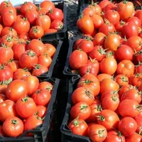 تره بار|خوردنی و آشامیدنی|تهران, شهرک شریعتی|دیوار