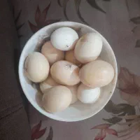 تخم  مرغ لاری