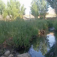 باغ 15ساله سیمین زاغه|فروش زمین و ملک کلنگی|بهار, |دیوار