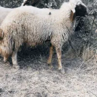 قوچ سنجابی اصیل