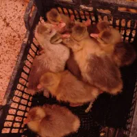 غاز|حیوانات مزرعه|شوشتر, |دیوار