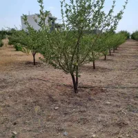 باغ‌شهری کودیان ۱۵۰۰متر سند تک‌برگ|فروش زمین و ملک کلنگی|شیراز, کودیان|دیوار