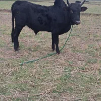 گاو ورزا کوله لیشه چالوسی|حیوانات مزرعه|سنگر, |دیوار