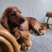 سگ نر و ماده کوکر اسپنیل|سگ|قزوین, |دیوار