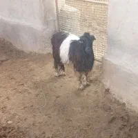 بزغاله  ماده چاق