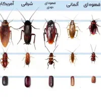 سمپاشی و ضد عفونی|خدمات نظافت|رشت, پورسینا|دیوار