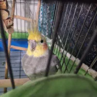 عروس هلندی با قفس