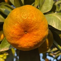 نارنگی درجه یک|خوردنی و آشامیدنی|مرزیکلا, |دیوار