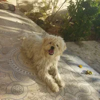 دو قلاده سگ شیتزو بازیگوش|سگ|لنجان, |دیوار