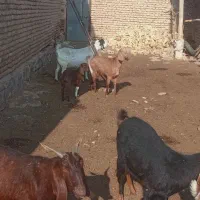 بز دو بر دوقلوا زا|حیوانات مزرعه|تربت‌حیدریه, پائین ولایت|دیوار