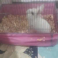 خرگوش چشم آهویی