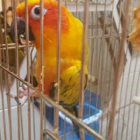 طوطی خورشیدی|پرنده|اردبیل, |دیوار