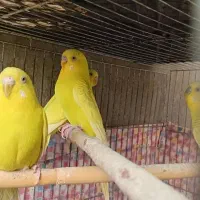 فروش مرغ عشق