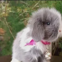 مرکز تخصص خرگوش جیبی/مولتی لوپ سوپرفلت/مینیاتوری|موش و خرگوش|اصفهان, خانه اصفهان|دیوار