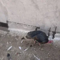 فروش بوقلمون نر