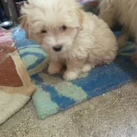 چهارقلاده توله سگ|سگ|سنندج, |دیوار