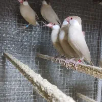 فنج نرگسی شکلاتی