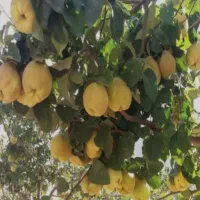 نهال به اصفهان|خدمات باغبانی و درختکاری|نطنز, |دیوار