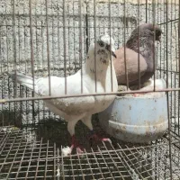 کبوتر جفتی|پرنده|شفت, |دیوار