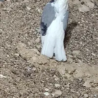 کبوتر سوز بوشهری پرشور