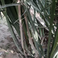 دیمیت|خدمات باغبانی و درختکاری|خورموج, |دیوار