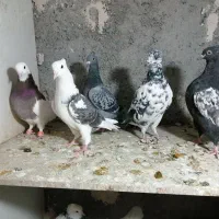 ساعت طرح کفتر معاوضه|ساعت|فردوس (خراسان), |دیوار