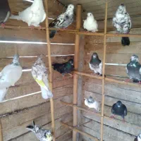 کبوتر|پرنده|رشت, حومه رشت|دیوار