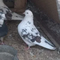 کبوتر پرشی ساعتی