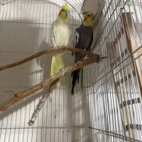 عروس هلندی