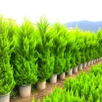 فروشنده خانم