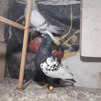 چندتا حیوان هم رنگی هم پرشی|پرنده|قزوین, |دیوار