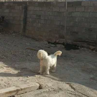 سگ پاکوتاه نژاد مالتیز