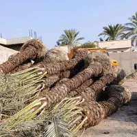 خرید نخل های زیر 5متر با ریشه فقط تعداد بالا|خدمات باغبانی و درختکاری|آبپخش, |دیوار