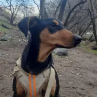 دوبرمن آمریکایی اصل