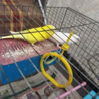 فروش دو عدد مرغ عشق