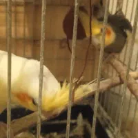 یک جفت عروس هلندی با یک عدد جوجه 3ملیون|پرنده|خورموج, |دیوار