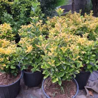 شمشاد طلایی‌سطل  ۱۰  و ۴۰|گل و گیاه طبیعی|چابکسر, |دیوار