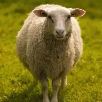 پیر میش چهار ماهه ابستن با سونگرافی